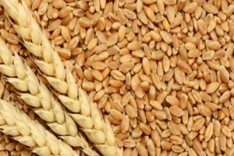 اتحاد الفلاحة يدعو لاتخاذ إجراءات تُسهّل تطبيق سلّم تعيير الحبوب