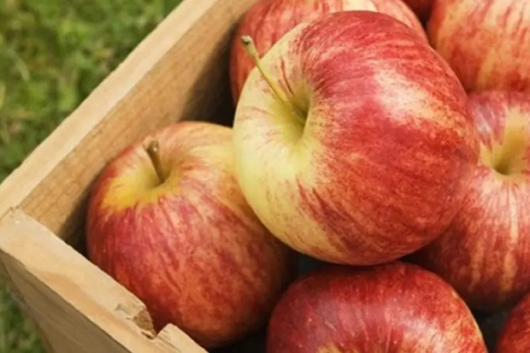 القصرين الأولى وطنيا في إنتاج التفاح رغم تراجعه بسبب الجليدة