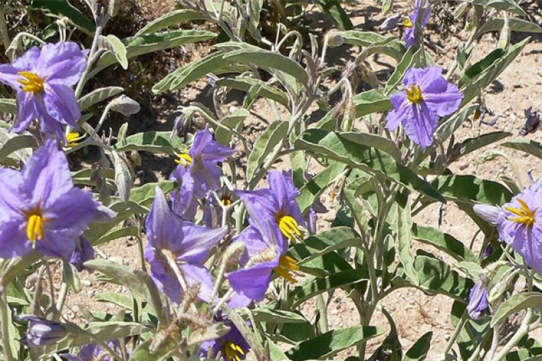 سيدي بوزيد: إقرار جملة من الإجراءات العملية لمكافحة نبتة « الشويكة الصفراء »