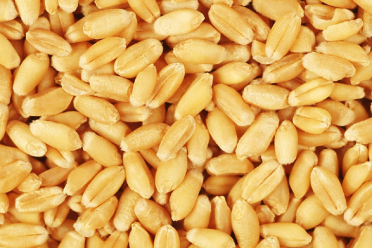 باجة: انتهاء موسم الحصاد وتجميع ما يمثل 27,2 % من الإنتاج الوطنى من الحبوب