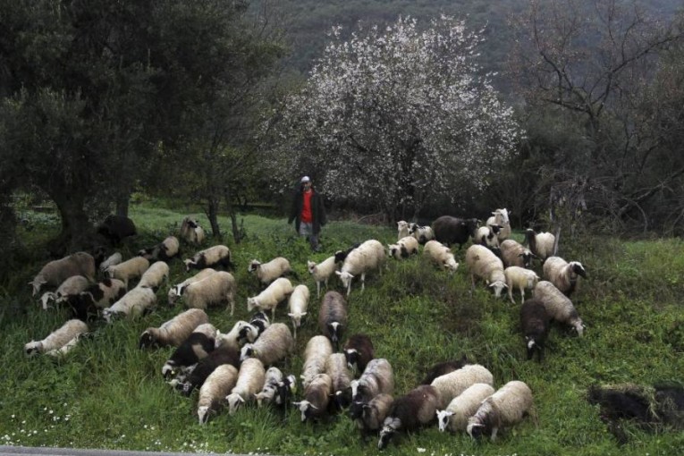 الصين تحظر استيراد الأغنام والماعز من اليونان ورومانيا