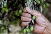 تطوّر إنتاج الزيتون في القصرين بـ20 ألف طن