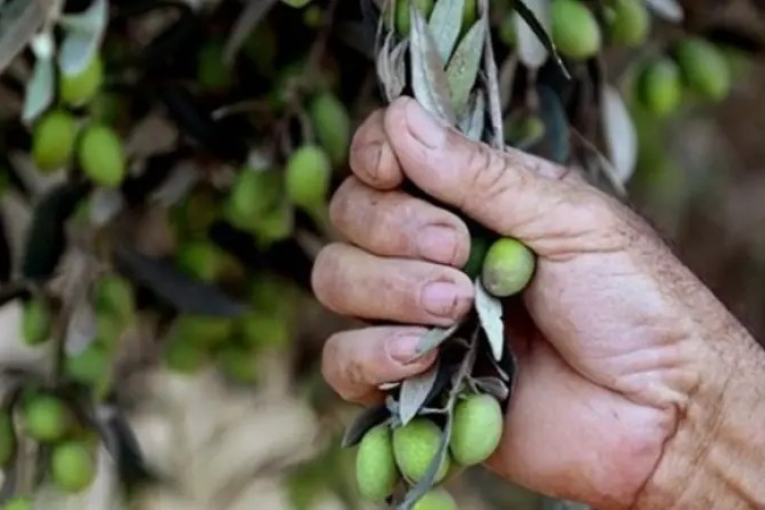 الديوان الوطني للزيت: إرتفاع عائدات صادرات زيت الزيتون بـ58%