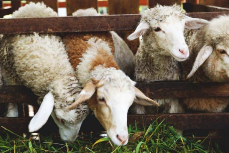 يهمّ مربّي الماشية.. التّوقي من مرض ‘بومريرة’ ضروري