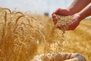 صدور الأمر المتعلق بتحديد سعر الحبوب لموسم 2025