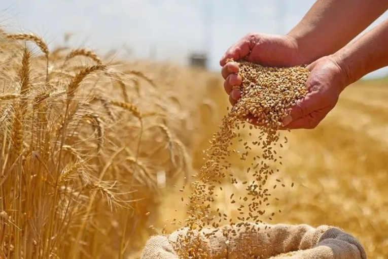 صدور الأمر المتعلق بتحديد سعر الحبوب لموسم 2025