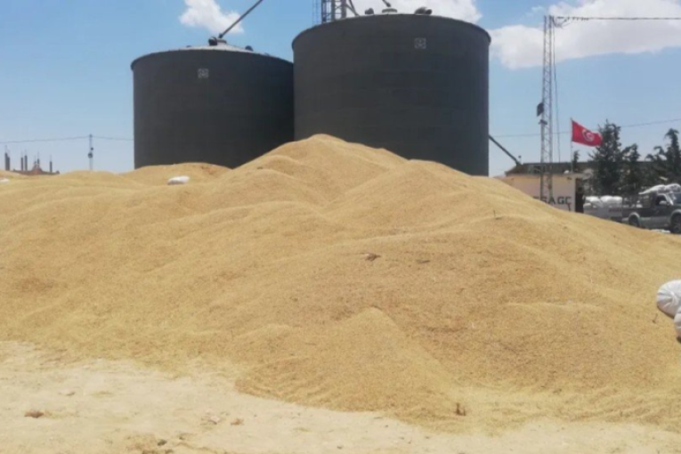 كميّات الحبوب المجمعة تناهز 11 مليون قنطار إلى 13 جويلية