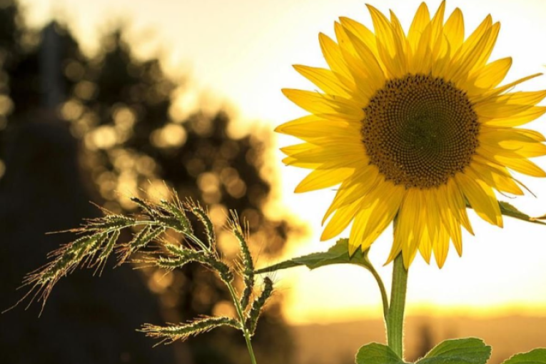 حرارة بين 40 و47 درجة مع ظهور الشهيلي