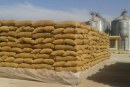 ديوان الحبوب: لا أضرار في الكميات المجمّعة جراء الأمطار الأخيرة