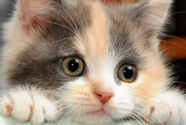 بطاقة إيداع بالسجن في حق امرأة بتهمة حرق قطط حية