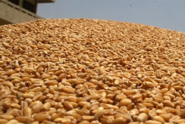 تونس تطرح مناقصة لشراء 125 ألف طن من القمح اللّين