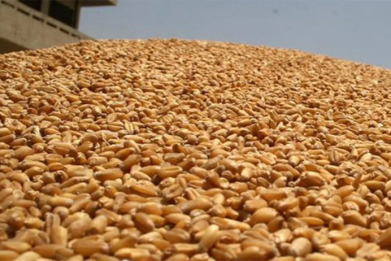 تونس تطرح مناقصة لشراء 125 ألف طن من القمح اللّين