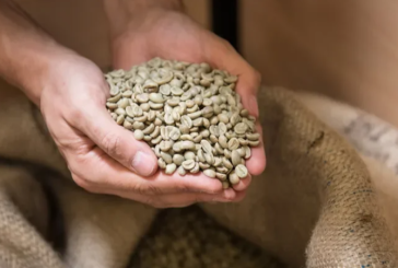 توفير كميات من مادة القهوة الخضراء مُخصّصة حصريا للمهنيين