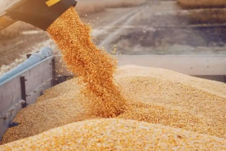 وزير الفلاحة: الكميات المنتجة من البذور الممتازة تعد قياسية