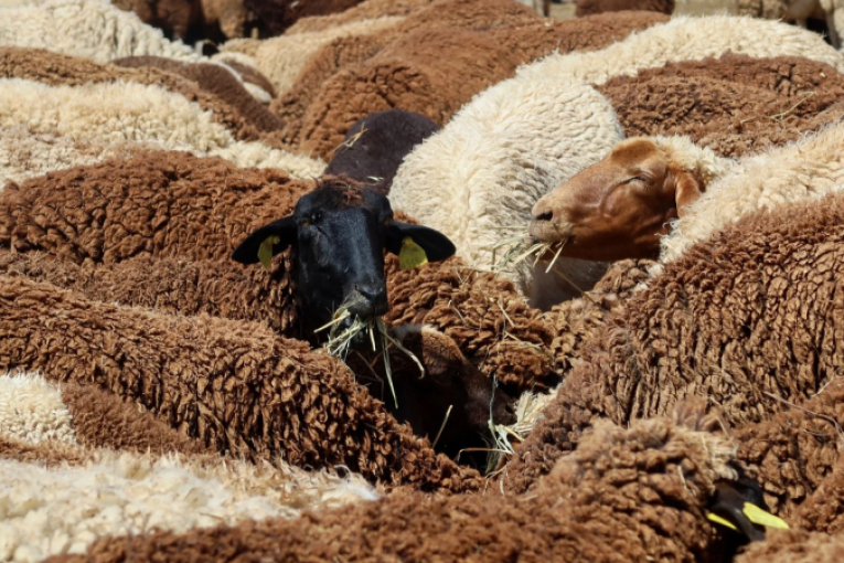 وزارة الفلاحة توصي مربي المواشي بالوقاية من أمراض منقولة عبر الحشرات