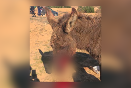 حيوان مفترس يهاجم حماراً في منطقة نزاعة ويثير قلقاً في قابس