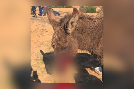 حيوان مفترس يهاجم حماراً في منطقة نزاعة ويثير قلقاً في قابس