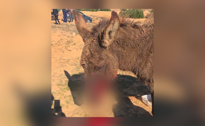 حيوان مفترس يهاجم حماراً في منطقة نزاعة ويثير قلقاً في قابس