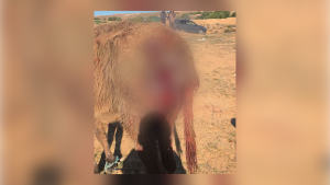 Séquence 02.00_00_58_08.Still003