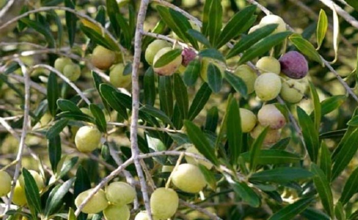 رئيس اتحاد الفلاحين بسوسة: فلاحون يوقفون جني الزيتون بسبب تدني الأسعار