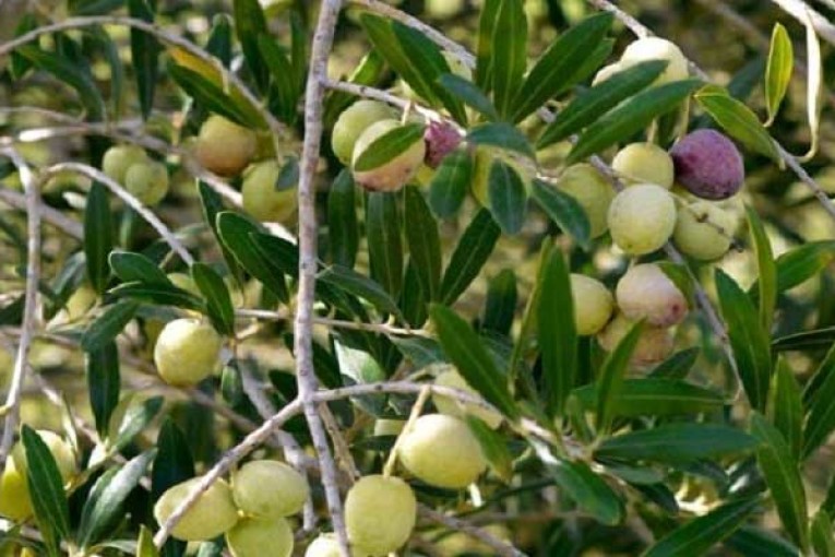 رئيس اتحاد الفلاحين بسوسة: فلاحون يوقفون جني الزيتون بسبب تدني الأسعار