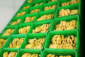 الدندان: مداهمة مخزن عشوائي لاحتكار الموز والاحتفاظ بشخصين