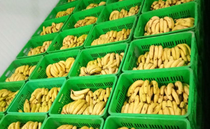 الدندان: مداهمة مخزن عشوائي لاحتكار الموز والاحتفاظ بشخصين