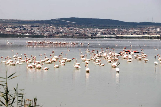 رش مبيدات فوق سبخة السيجومي: دعوة مربي النحل لأخذ الاحتياطات اللازمة