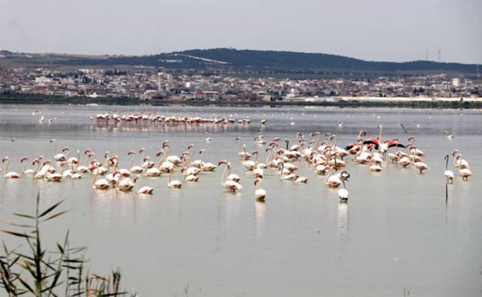 رش مبيدات فوق سبخة السيجومي: دعوة مربي النحل لأخذ الاحتياطات اللازمة