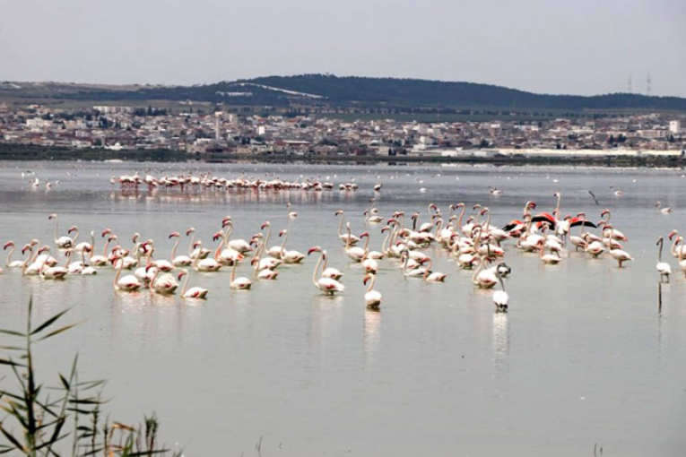 رش مبيدات فوق سبخة السيجومي: دعوة مربي النحل لأخذ الاحتياطات اللازمة