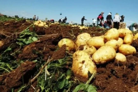 وزارة الفلاحة ترصد إصابات بمرض ‘الميلديو’ في بعض حقول البطاطا