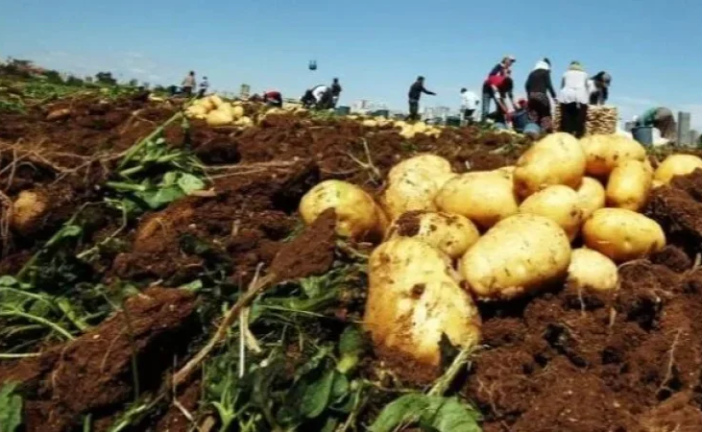 وزارة الفلاحة ترصد إصابات بمرض ‘الميلديو’ في بعض حقول البطاطا
