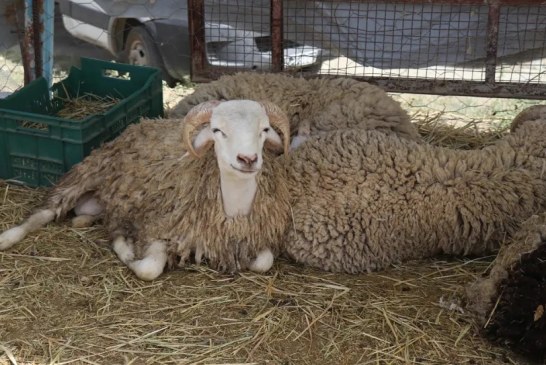 رئيس نقابة الفلاحين: سعر الكيلوغرام من اللحم هو المحدد المرجعي لسعر الأضحية وتوريد الأم المنتجة هو الحل