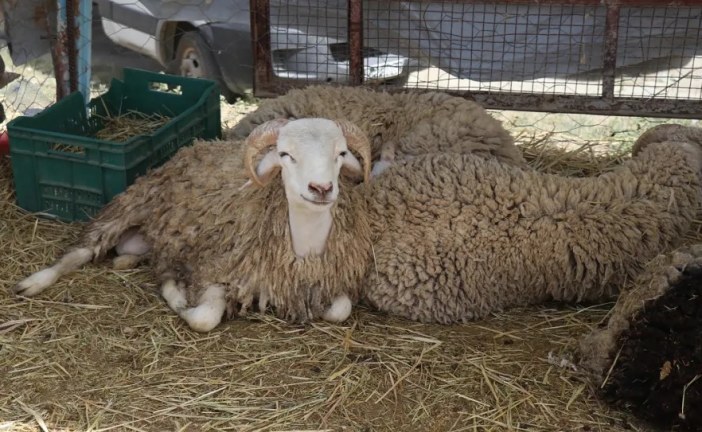 رئيس نقابة الفلاحين: سعر الكيلوغرام من اللحم هو المحدد المرجعي لسعر الأضحية وتوريد الأم المنتجة هو الحل