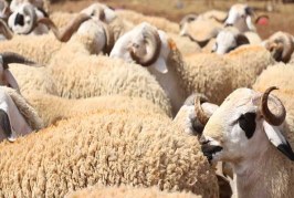 شركة اللحوم تطلق استشارة لتوفير 3000 أضحية لعيد الأضحى
