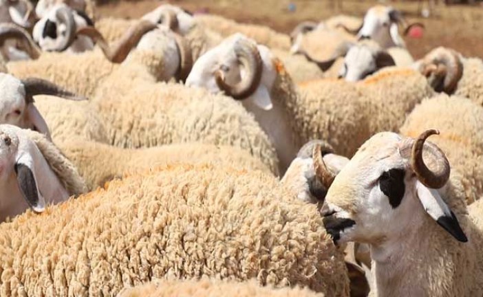 شركة اللحوم تطلق استشارة لتوفير 3000 أضحية لعيد الأضحى