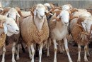 تحديد الأسعار المرجعية لأضاحي العيد