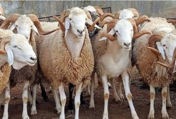 تحديد الأسعار المرجعية لأضاحي العيد