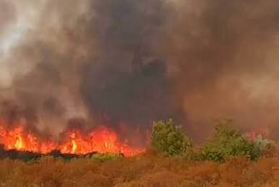 جندوبة: السيطرة على الجزء الأكبر من حريق غابة جبل لنقاع بسيدي عبيد